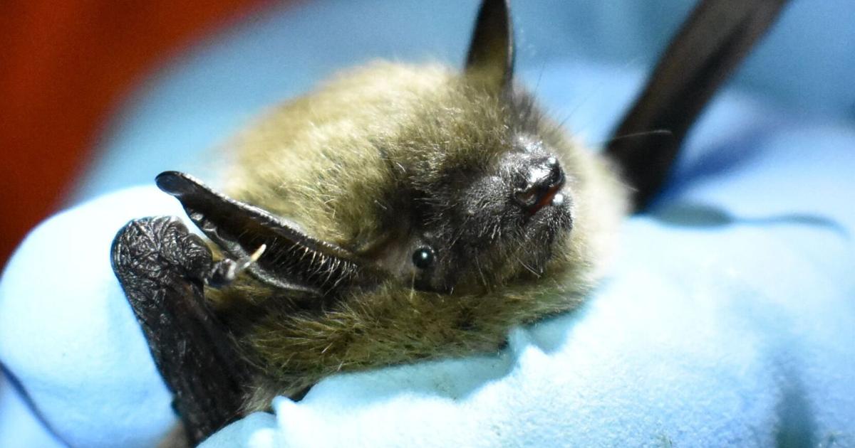 Problem Child Rabies Child’s rabies death a grim reminder of a stealth killer