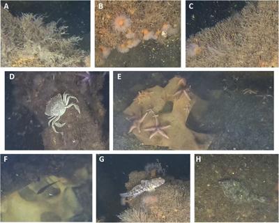 Scientists find marine life thriving on World War II explosives in the Baltic Sea
