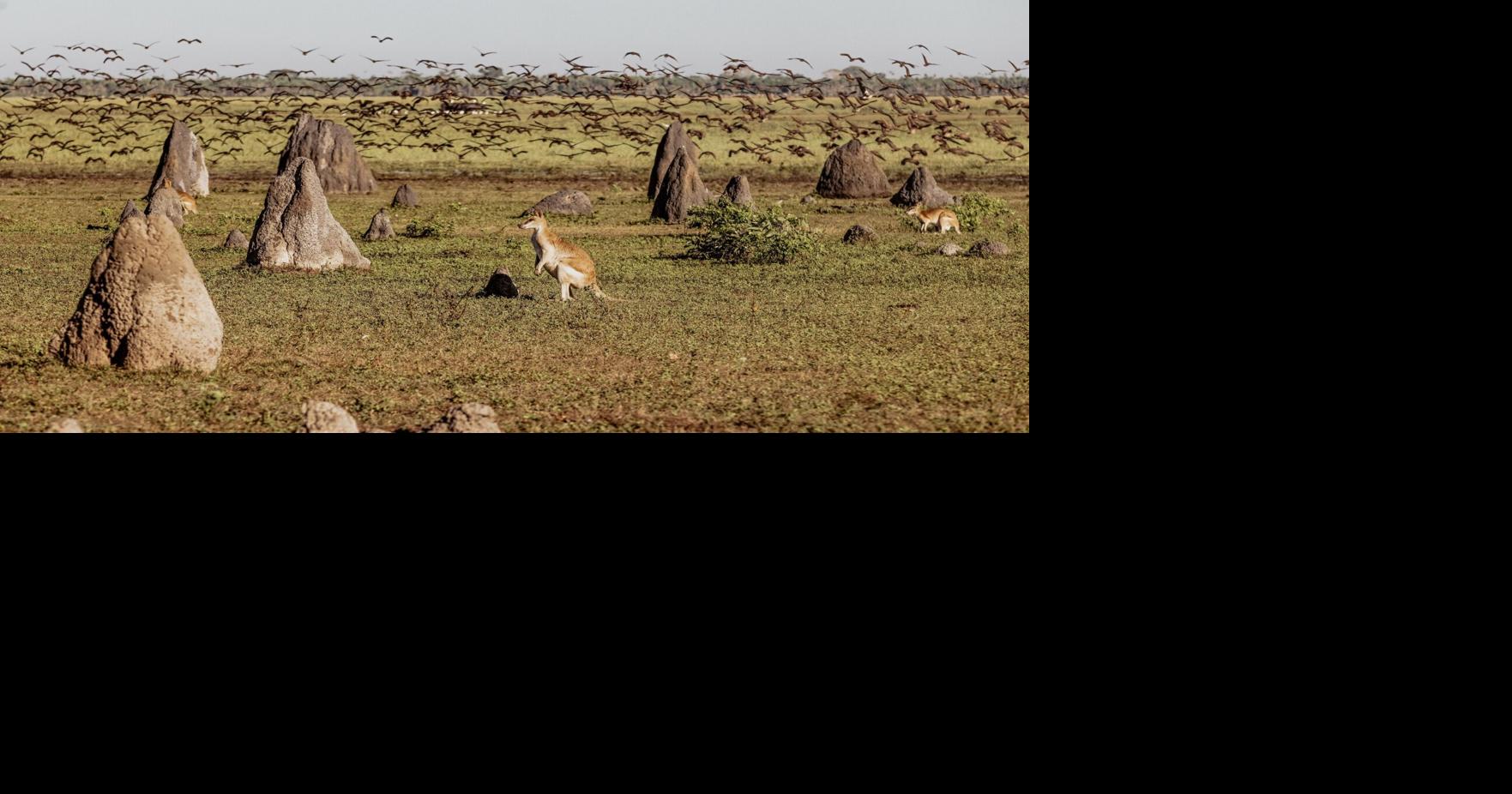 Cute wallabies, killer crocs: I see all sorts of animals wildlife-watching on Australia’s northern frontier