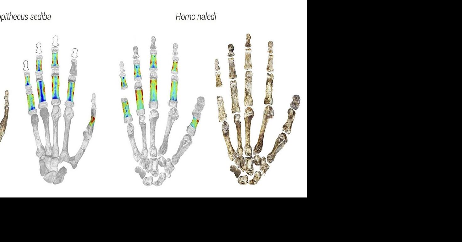 Early human ancestors used their hands to both climb trees and make ...