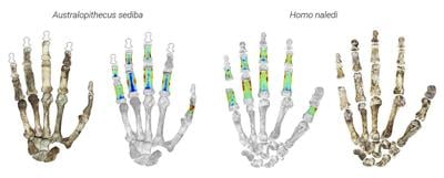 Early human ancestors used their hands to both climb trees and make tools, new study shows