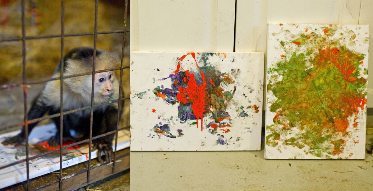 Monkey makes Warhol like paintings art collectors go bananas