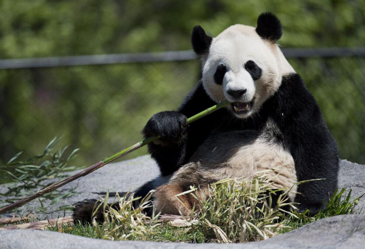 Animal Curiosities: Unveiling Intriguing Answers to Common Questions