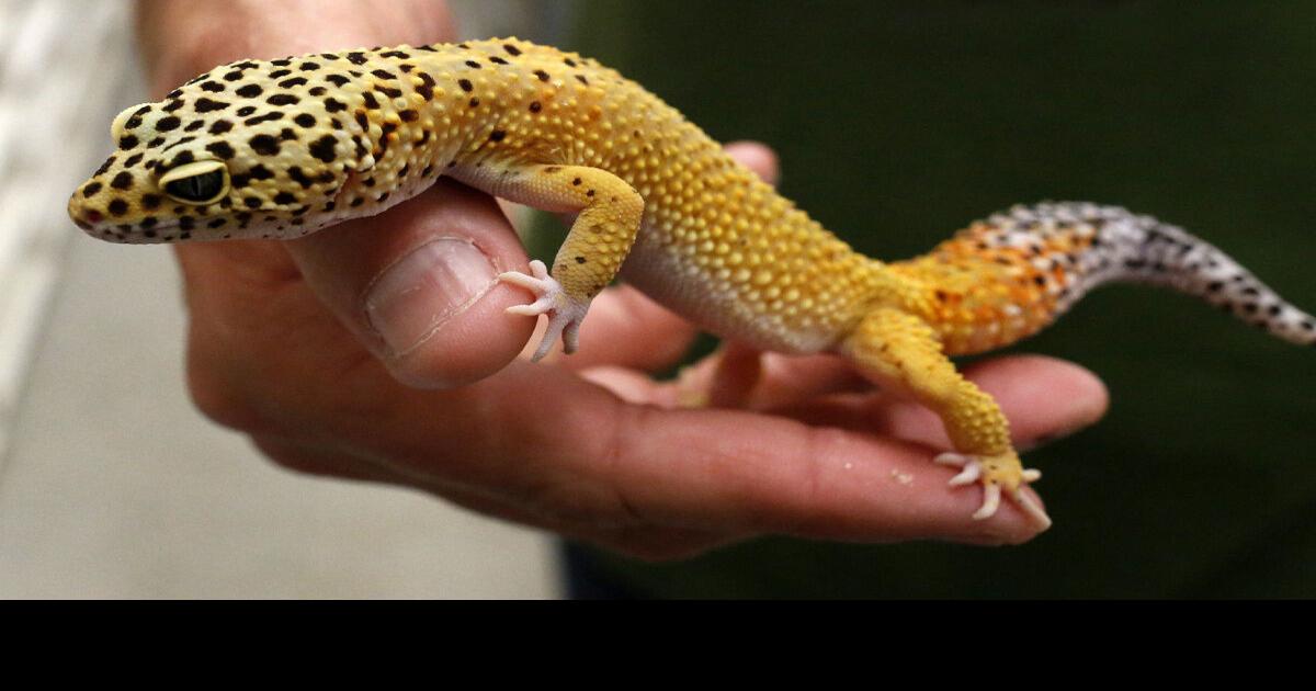 Gecko gloves Where science meets SpiderMan