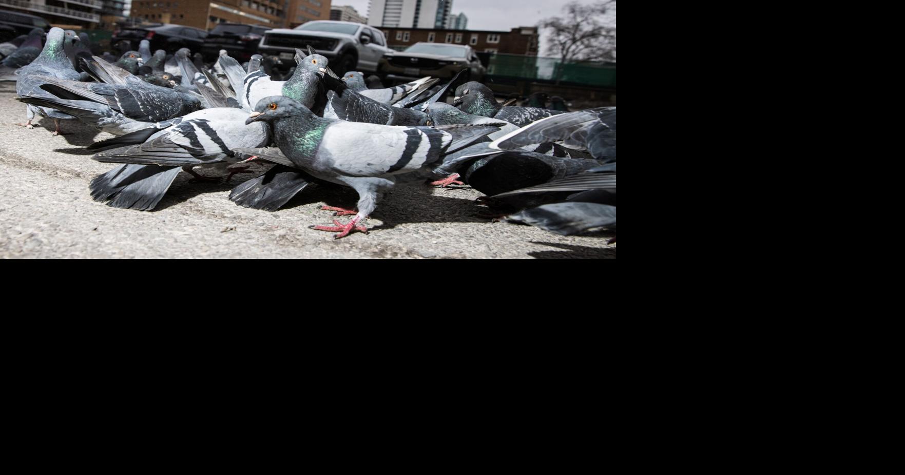 https://bloximages.chicago2.vip.townnews.com/thestar.com/content/tncms/assets/v3/editorial/3/01/3013181e-8f9c-5a8a-9e6c-1dacbd06fa14/689b48568a2ca.image.jpg?crop=1763,926,0,125&resize=1200,630&order=crop,resize