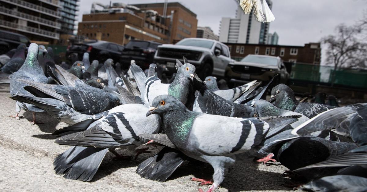 https://bloximages.chicago2.vip.townnews.com/thestar.com/content/tncms/assets/v3/editorial/3/01/3013181e-8f9c-5a8a-9e6c-1dacbd06fa14/689b48568a2ca.image.jpg?crop=1763,926,0,125&resize=1200,630&order=crop,resize