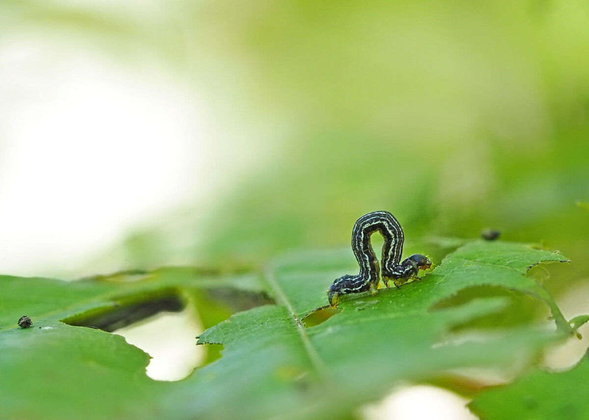 Toronto suffers inchworm infestation for the first time in 17 years