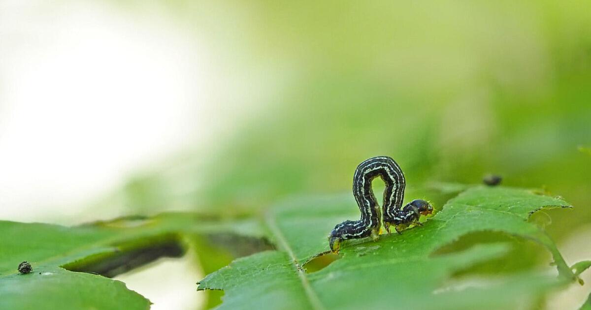 Toronto suffers inchworm infestation for the first time in 17 years