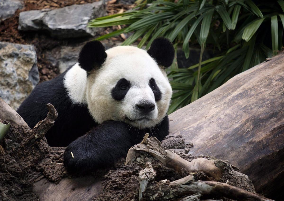 Giant panda – Panda bear, bamboo bear