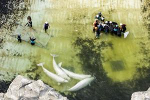 Third Marineland beluga dies after moves, this time in Spain