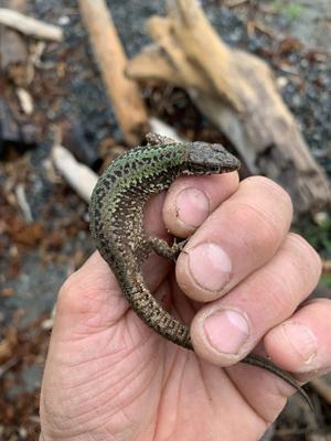 Slugs gone, bugs gone, strawberries thriving as invasive lizards boom in B.C.