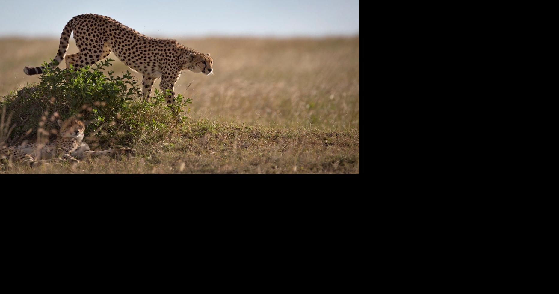 How a sperm bank for cheetahs might one day save the fastest land animal