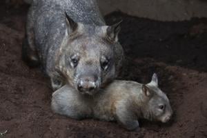 Toronto Zoo announces baby wombat’s name in a sweet nod to the little joey’s mother