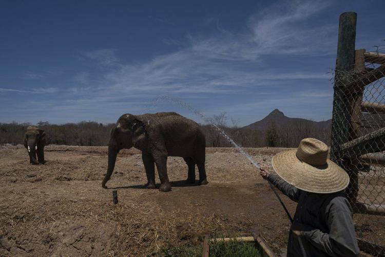 Tigers, jaguars and elephants are the latest to flee cartel violence in Mexico's Sinaloa