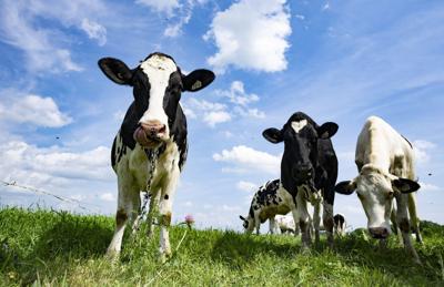 Canada, New Zealand settle trade dispute regarding supply management of dairy sector