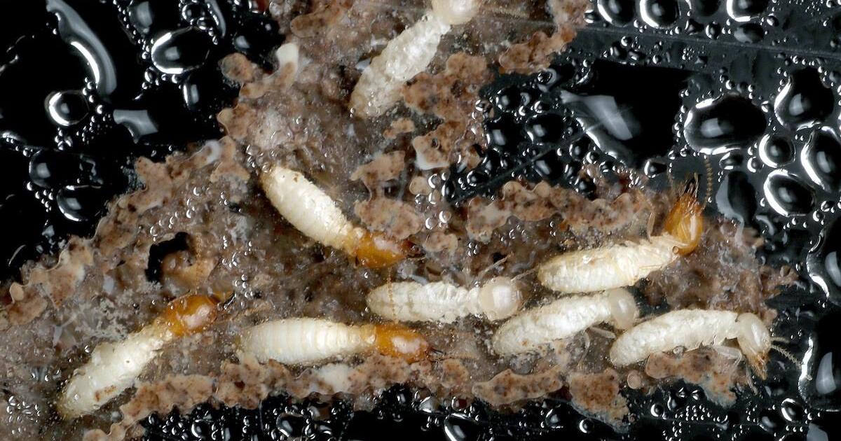 Destructive super termites are swarming in Florida, worse than ever ...