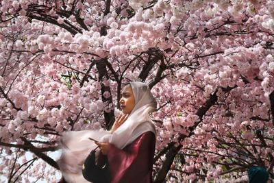 toronto-cherry-blossoms.jpg