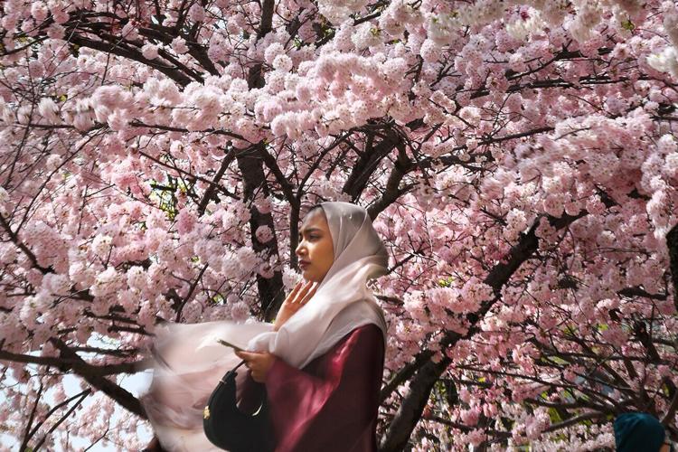 toronto-cherry-blossoms.jpg