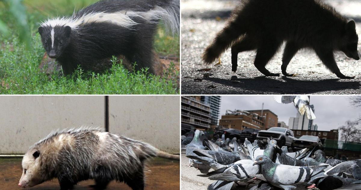 Toronto gave us data on dead wildlife. Here’s what we know