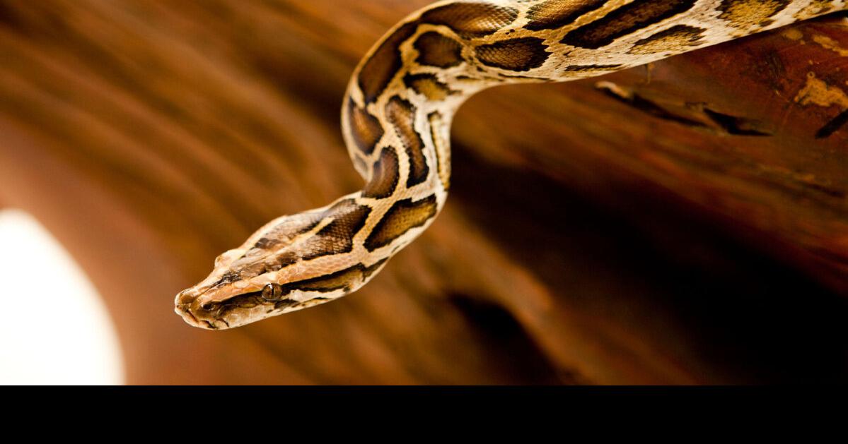 Indonesia man swallowed whole by python: reports