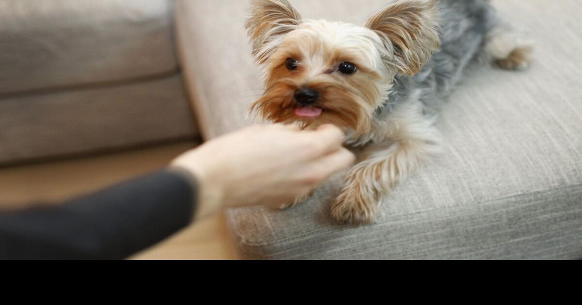 Pet Owners’ Manual Teaching dog to take food gently a critical job
