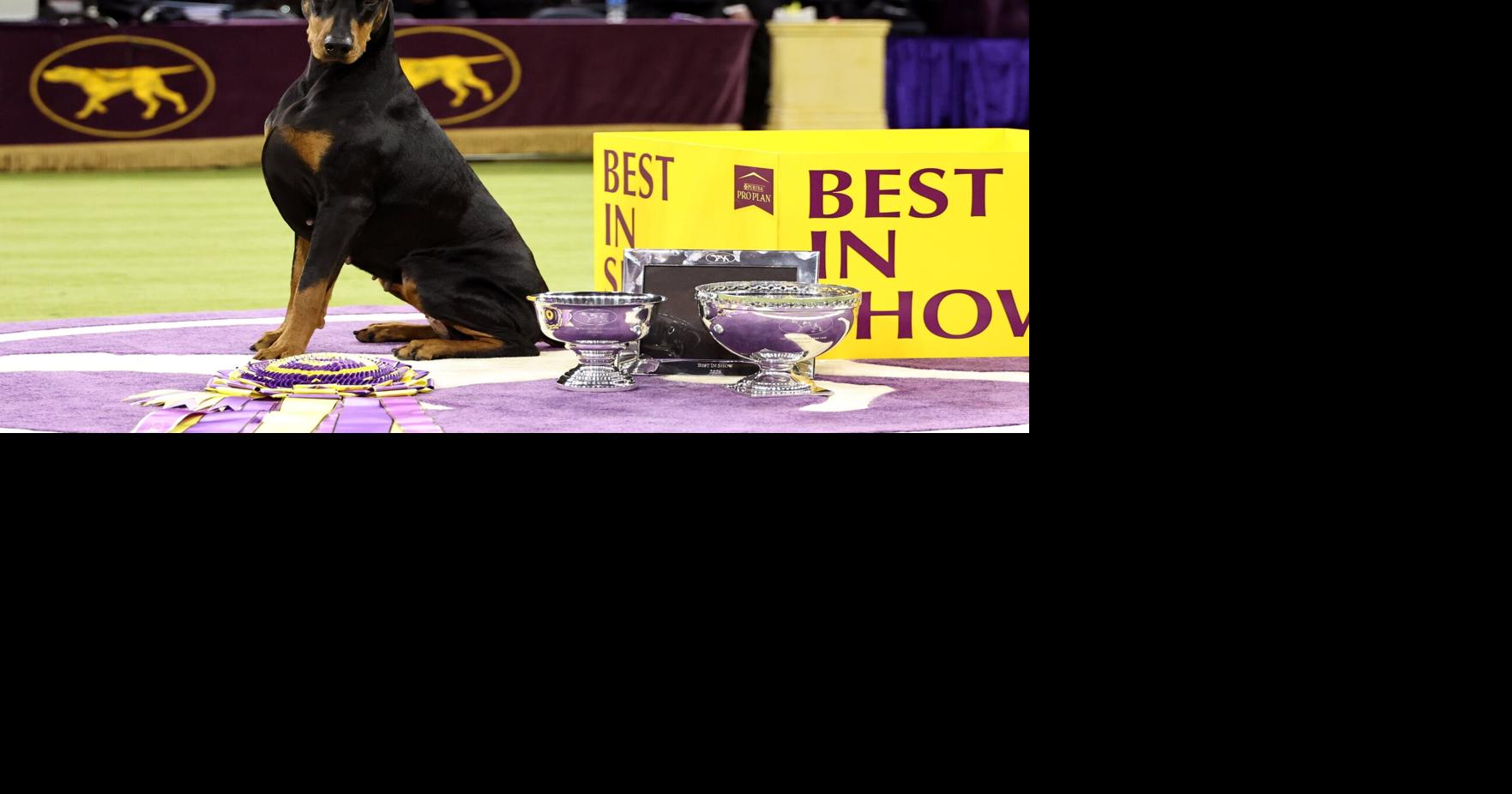 Owners of Canadian Best in Show winner bask in Penny&rsquo;s prizewinning poise: &lsquo;It&rsquo;s surreal&rsquo;