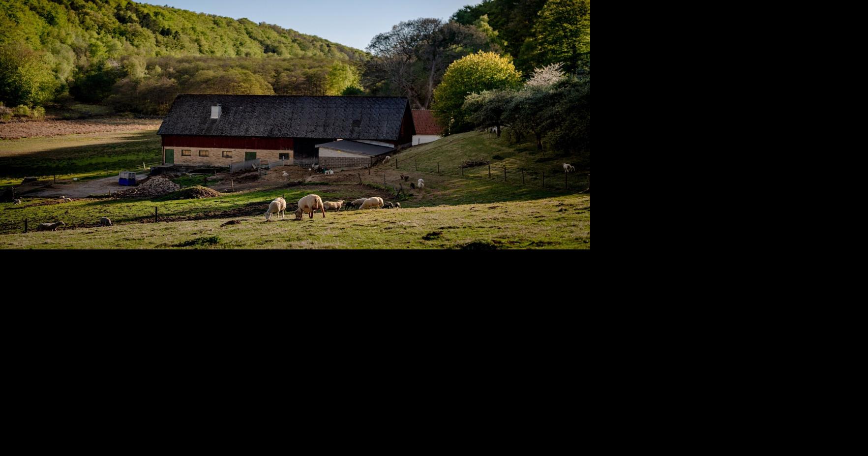 In Sweden’s countryside, a paradise for lovers of food