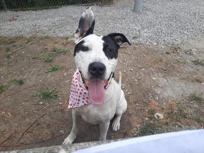ci-adoption-waived-jul10.jpg