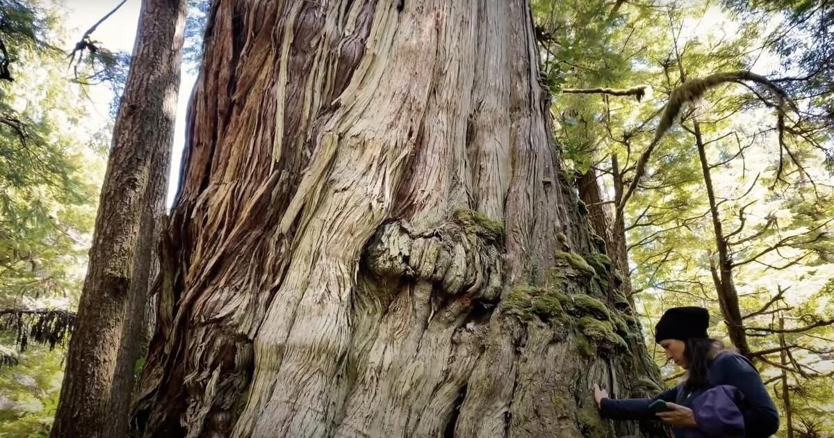 The Haida’s fight to save their centuries-old ‘trees of life’