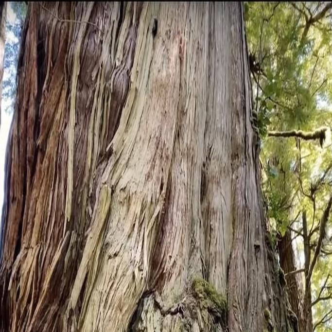 Red Cedar: The Amazing Giving Tree - Ancient Forest Alliance