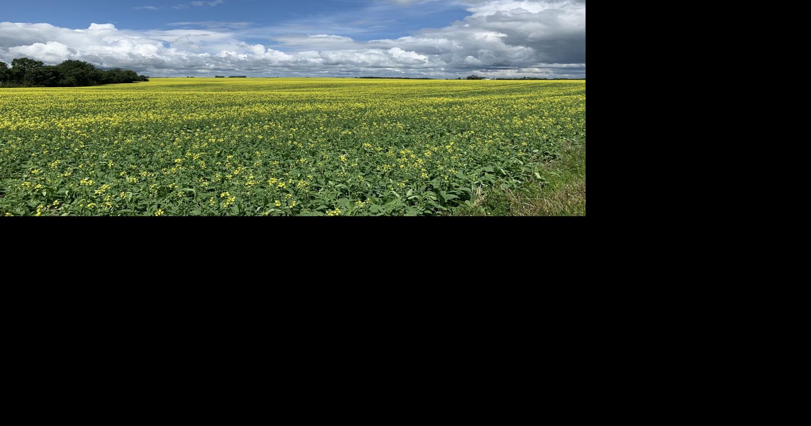 Oilseeds crops across Canada are regenerating millions of acres of farmland