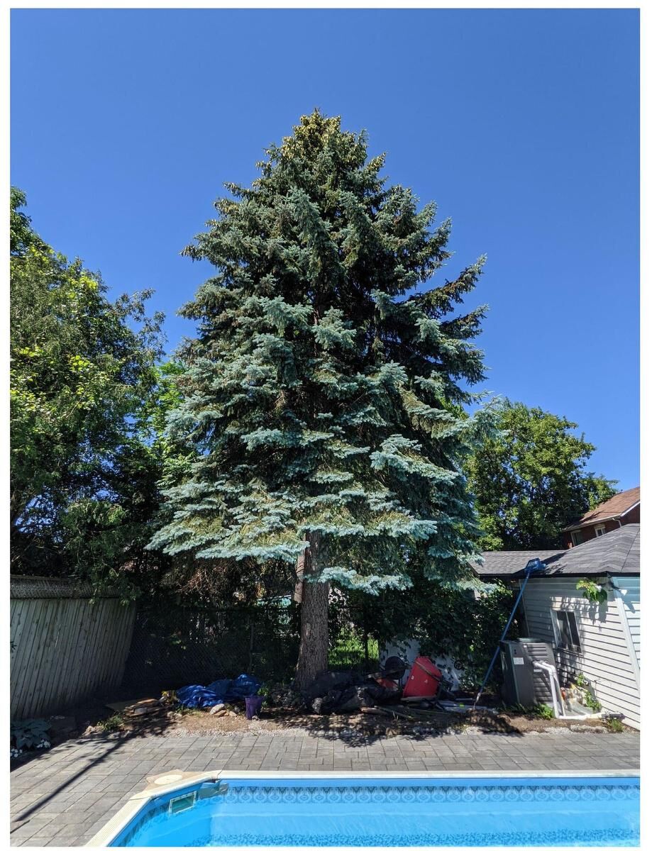 Appreciating blue jays as tree planters