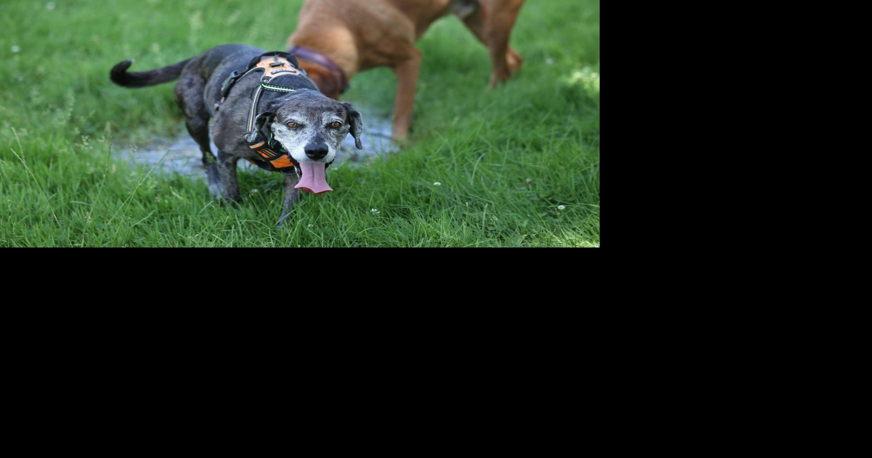 Heat waves can be deadly for pets. Toronto vets say owners make these 7 common mistakes on hot days