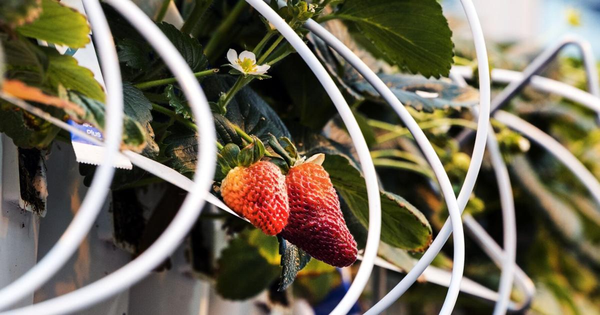 Berry challenge exposes deeper flaws in Canadian food system