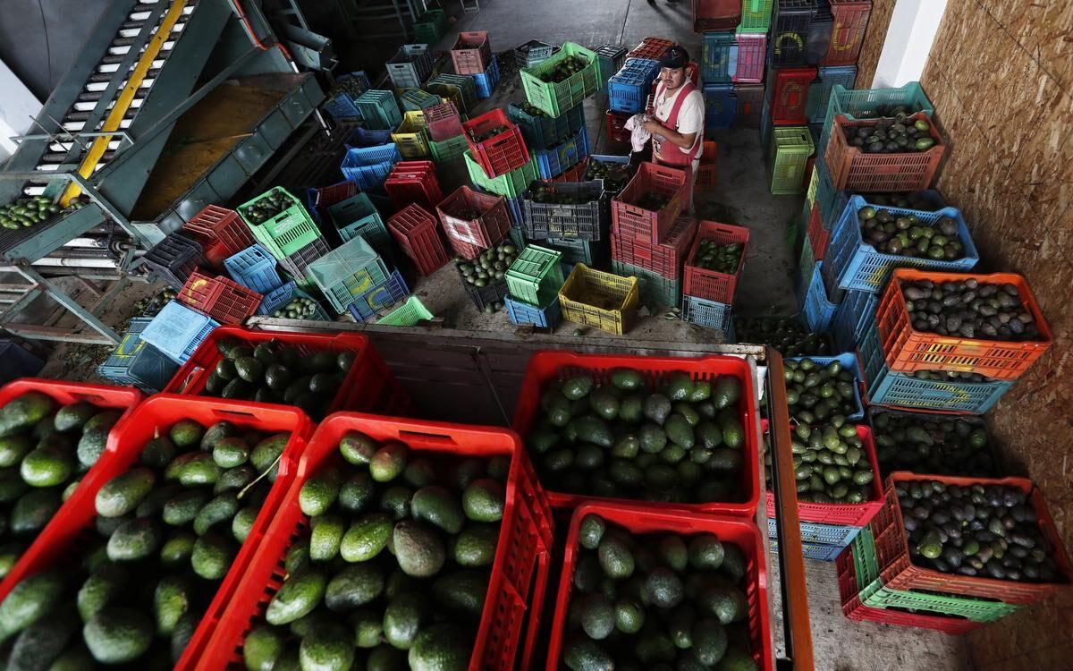 Spain's Failing Avocado Harvest Is a Warning for the Rest of the World's  Supply