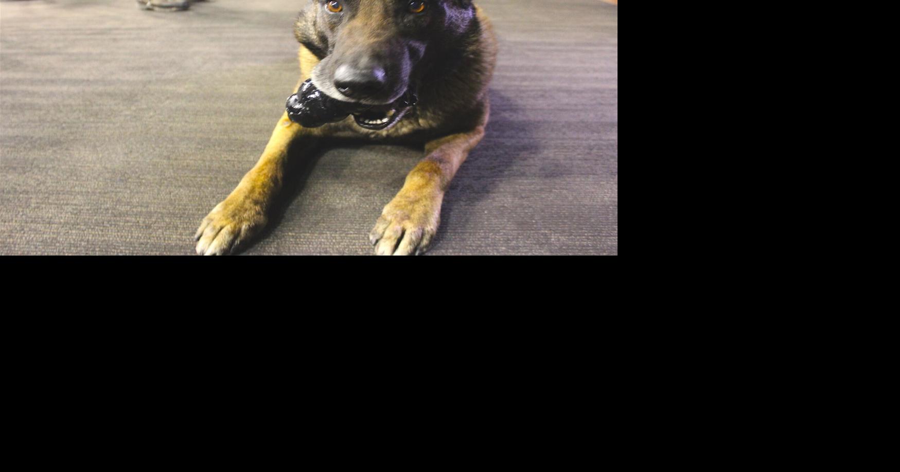 Dogs can smell stress? Let’s harness those magical snouts