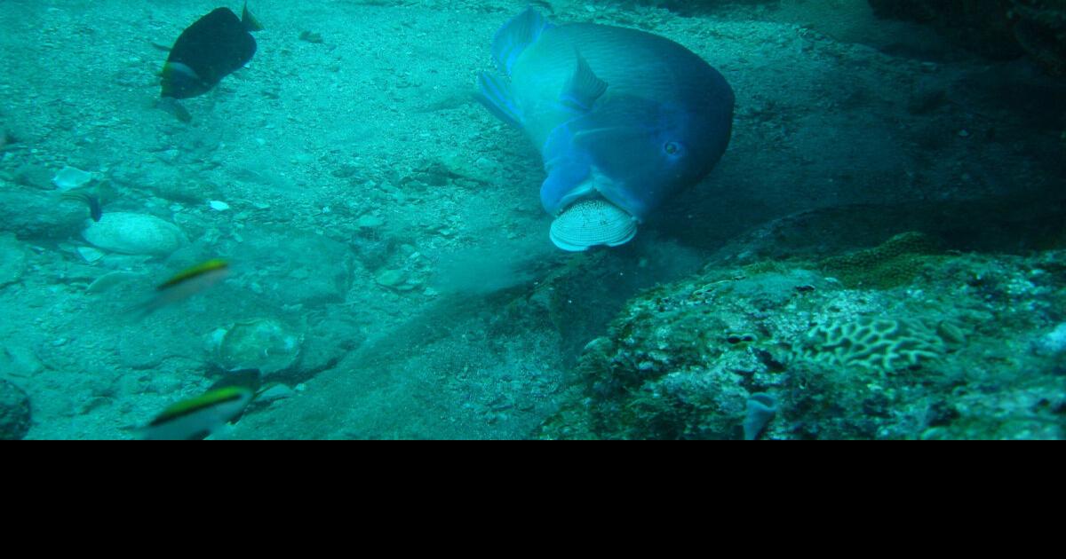 Diver captures first ever photos of fish using tools