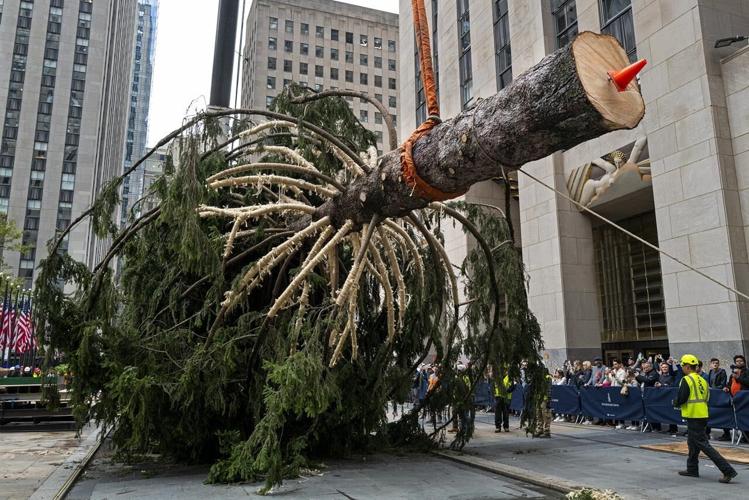 Holiday arrival: Rockefeller tree ushers in Christmas season