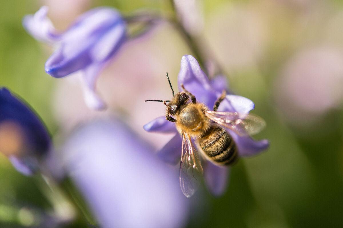 Bees Can Sense the Electric Fields of Flowers