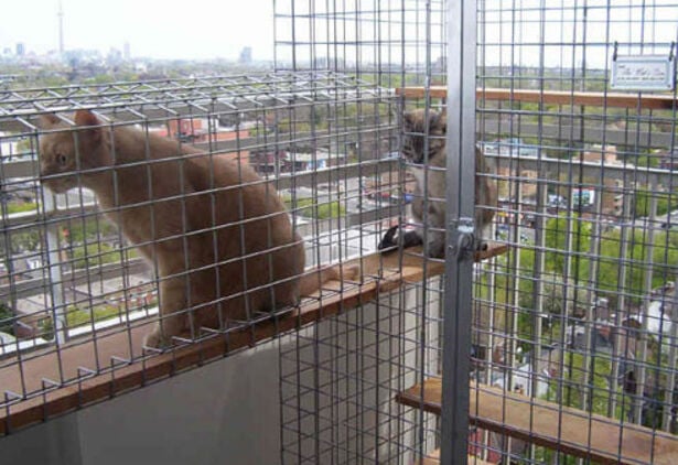 Cat on sale balcony enclosure