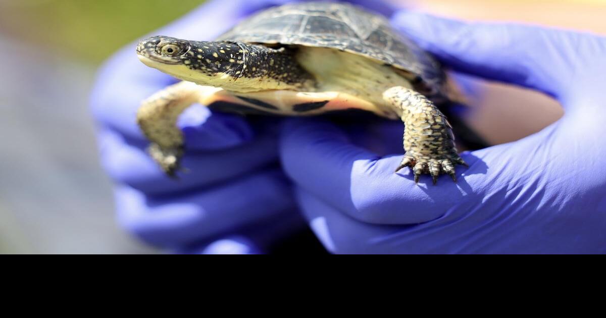 Watch Toronto Zoo releases endangered turtles into wild