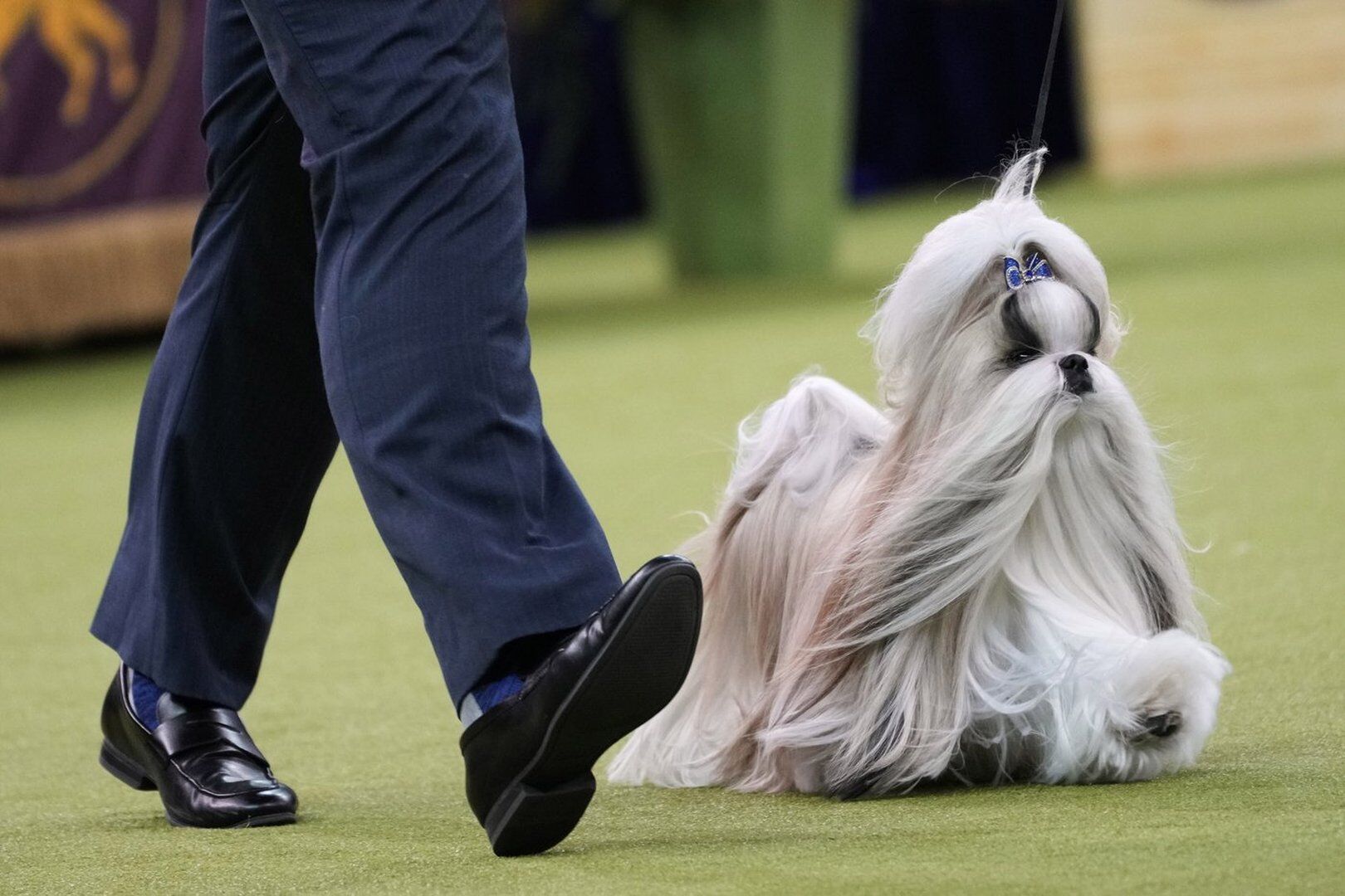 67ad072204806.image.jpg?resize