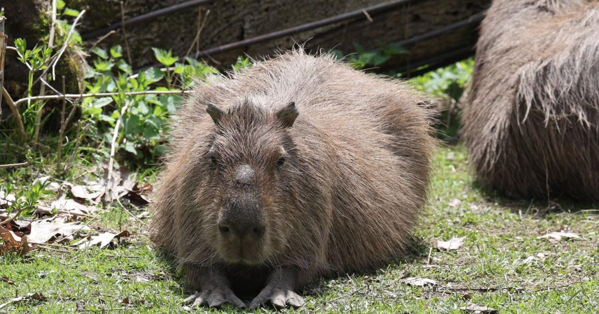 Photo: thestar.com ci-capybara-may24(2).JPG