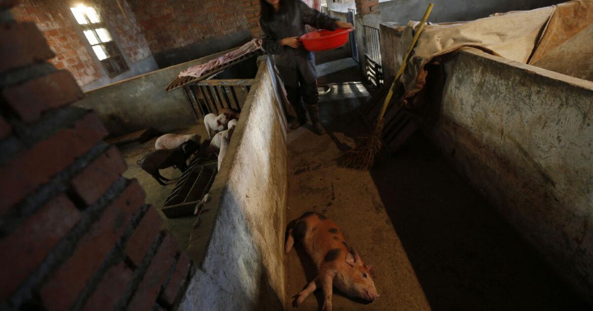 Dead pigs pulled from Shanghai’s Huangpu river, China says water safe