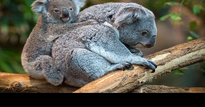 Baby Koala gets piggy back ride
