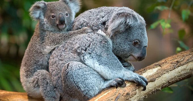 Koala Riding Tortoise Baby Koala gets piggy back ride