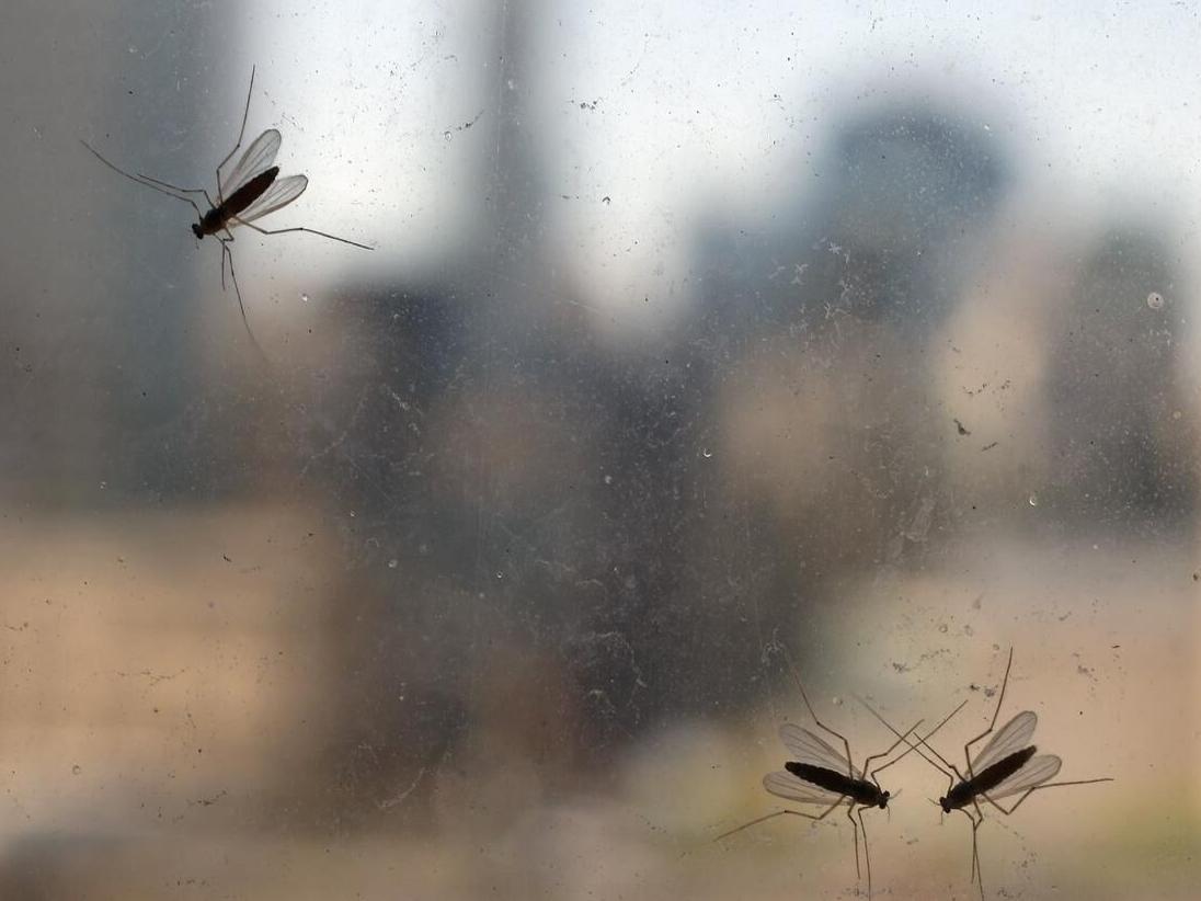 Infamous midges could be back for Yankees-Guardians Game 3 in Cleveland