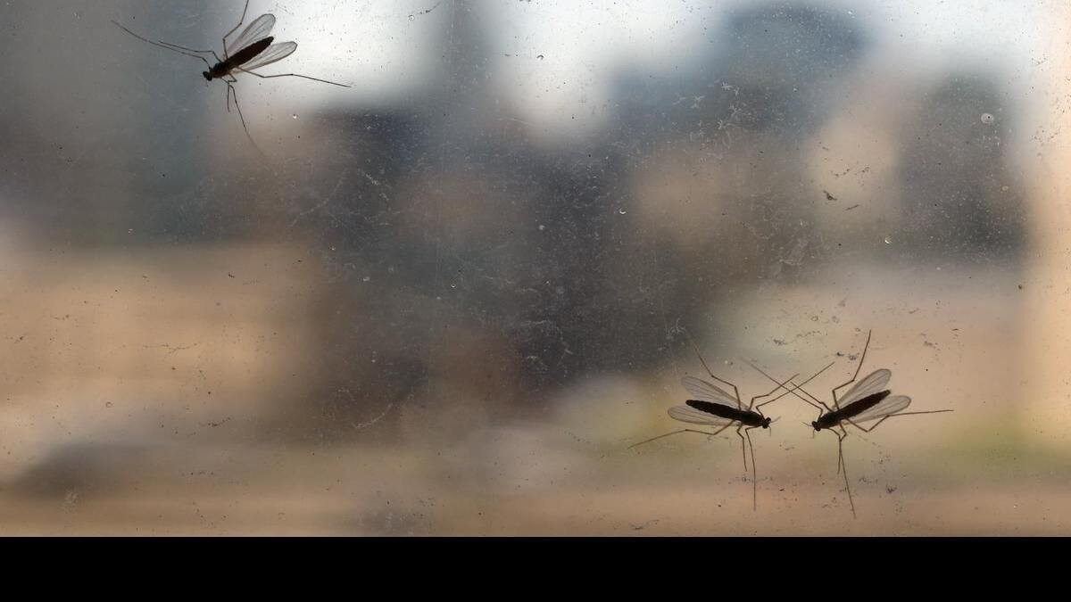 Midges are back as spring marks return of pesky pests