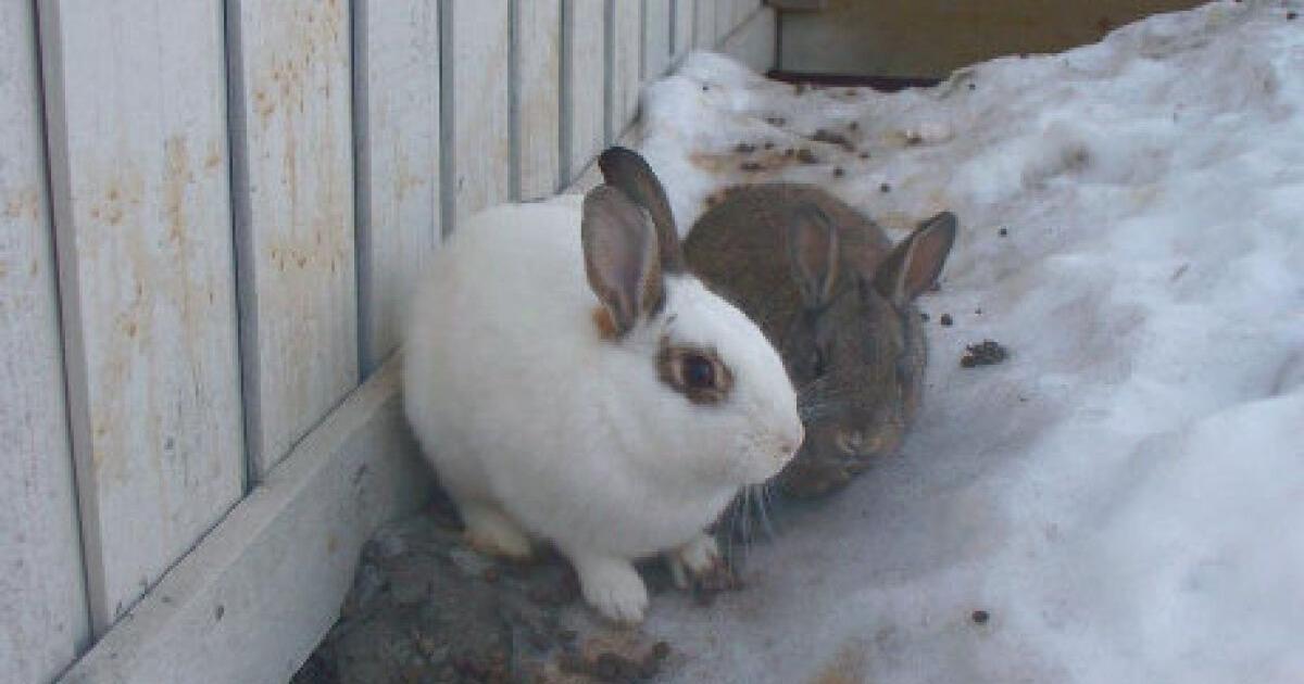Alberta town starts killing feral rabbits