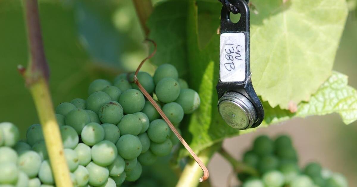 New research aims to pick the perfect time to pluck wine grapes off the ...